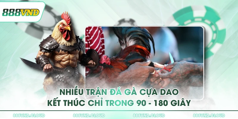 Nhiều trận đá gà cựa dao kết thúc chỉ trong 90 - 180 giây