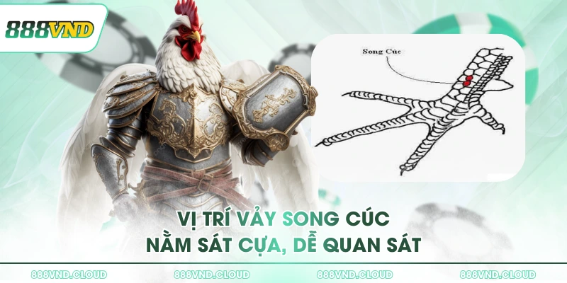 Vị trí vảy Song Cúc nằm sát cựa, dễ quan sát
